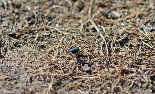 Réf. 211 313 : Cicindela sp.